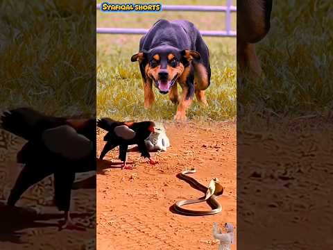 Anjing Menggeram Melihat Duel Elang VS Cobra! #animals #dog #shorts #viral #fyp