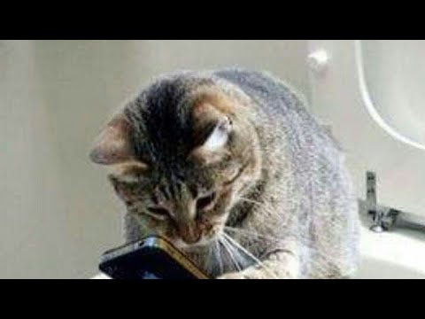 Cats being LEGENDS ! Funny Cat Video 2024