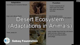 Desert Ecosystem (Adaptations in animals)