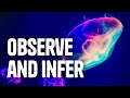 Differentiating Observations and Inferences