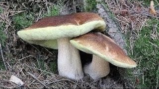 Pravé smrkové hřiby a křemenáče. Les je plný krásných hřibů. Houbařské žně začínají. Krásné hřiby.