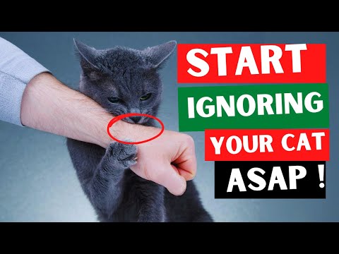 IF YOU START IGNORING YOUR CAT, THIS WILL (HAPPEN)