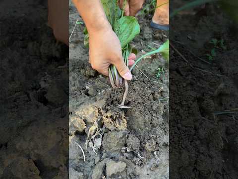 Uproot the plantain #farming #satisfying