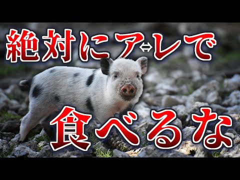 【絶対】豚肉を刺身で食べてはいけない理由