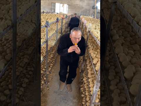 Fake eggs are now being made in poultry farms in China #shorts