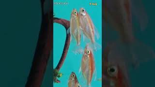 Fish Stock Updates New arrivals #fish #fishingvideo #newfish