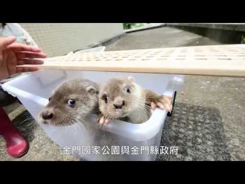 no4   20140515   歐亞水獺寶寶健康檢查 Health Inspection of European Otter Puppies - YouTube(3分58秒)