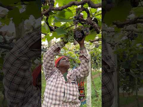 harvesting grapes grapegarden  #harvesting #grape #short #shorts #telugu