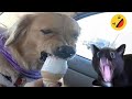 Pet Reactions and Instructions