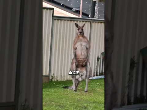 Kangaroo attacks are real #viral #animals #fact