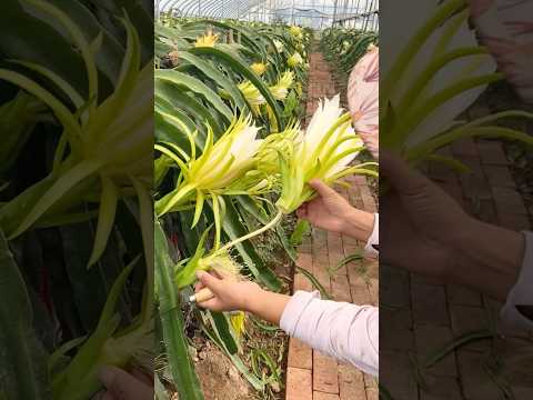 Dragon Fruit Pest and Fungi Control Technique #farmingtech @HappyFarm85