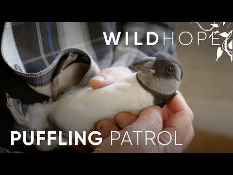 YouTube video thumbnail: An Iceland Community Rallies to Save Lost Baby Puffins
