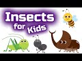 Insect Characteristics and Roles