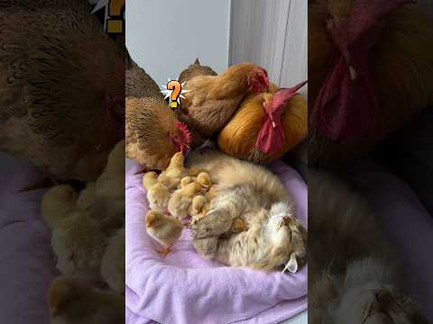 The hen cried in fright! The kitten fell asleep holding the chick🤣. (Click to see the full version)