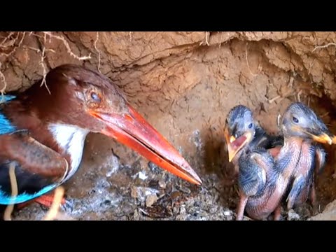 INDUK TENGKEK  BERMATA SATU LANGKA