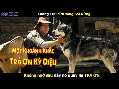 [Review Phim] Chàng Trai cứu sống Sói Rừng Không ngờ sau này nó quay lại TRẢ ƠN