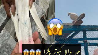 mohar walay kabootar pakra || kabootar pakda 2025 😍