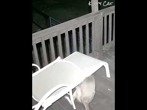 Jangan Pernah Biarkan Kucingmu Tidur Diluar Rumah Jika Tidak Ingin Ini Terjadi 🐱