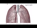 Pulmonary Anatomy and Function Concepts