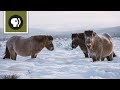 Yakutian Horses and Adaptation