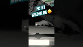 Auto in der Werkstatt 🚘 und jetzt der Leihwagen … Automarder ⁉️