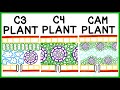 Comparing C3, C4, and CAM Photosynthesis