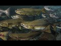 Salmon Migration and Ecosystem Interactions