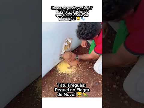 Tatu Agricultor? Peguei no Flagra Fazendo Hora Extra na Roça! 😂🌽🐾 #TatuFazendeiro #FlagraEngraçado #