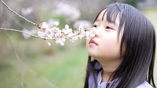 つくやん採る5歳と3歳がオバケの電話でビビる。桜無臭