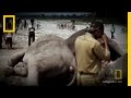 Investigation of Elephant Deaths