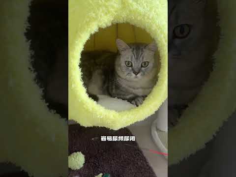 【#布丁仔和泡芙妹的一天】如果我家猫会说话的话、一定很无语我..... #猫咪的迷惑行为#宠物养生正当时#双11百大萌主