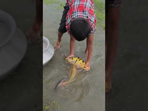Amazing Hand Fishing Video #fishing