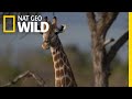 Giraffe Biology and Conservation
