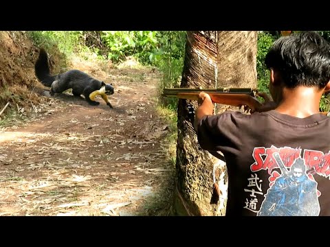 BERBURU DI MUSIM BUAH DURIAN KETIKA TUPAI BESAR & TUPAI LIAR BERDATANGAN