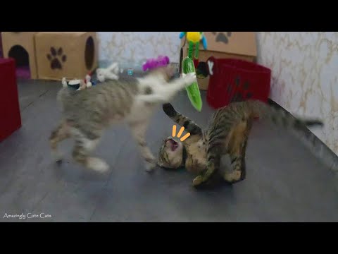 You Won't Believe How Funny These Cats Are! (3 Minute Laughing Challenge)