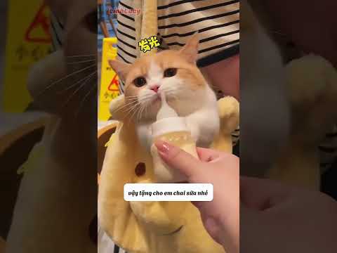 Linhlucy mèo xinh xắn đói bụng #shortvideo #shorts #cat#taphoameo##pets