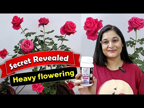 🔴ROSE PLANT - Pruning, Repotting FOR MAXIMUM FLOWERING गुलाब Rose radiant poshtik#gardening #rose