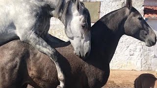 Horses in love.fisrt date.first time.
