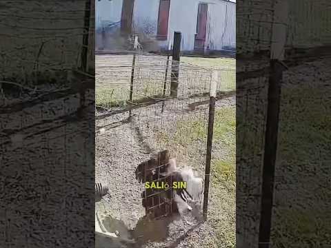 “Gallo vs Halcón: La defensa más valiente #cocina