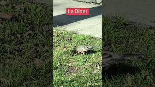 #Lunch time for a #Robin | Ce #rouge-gorge est prêt à manger son dîner | @Apple #iPhoneVideography