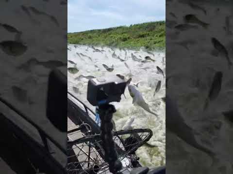 This is beautiful scenery 😍 #trending #fishing #funnyanimlas #satisfying #amazing #shorts