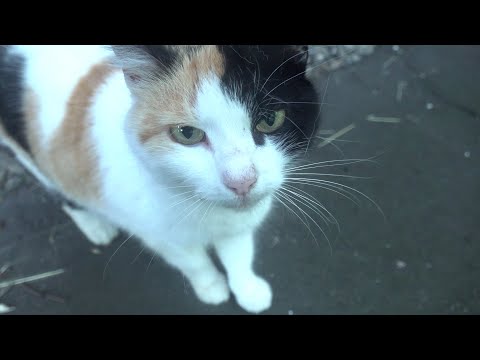 A Calico cat jumping from the basement