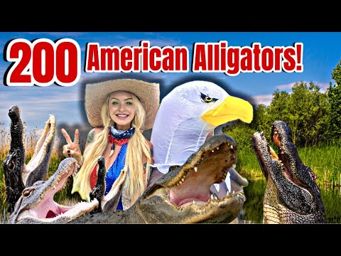 We threw a 4th of July party for 200 American Alligators!