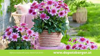 Dopetsberger BALKONBLUMEN-MARKT