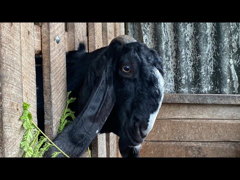 Hewan ternak, suara domba, suara kambing embek, rutinitas kasih makan kambing lucu