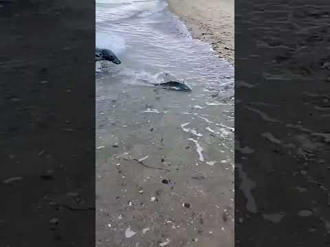 When the fish returns on its own