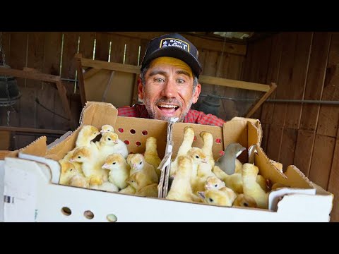 Prepping for Heat and Turkeys Arrive on the Farm