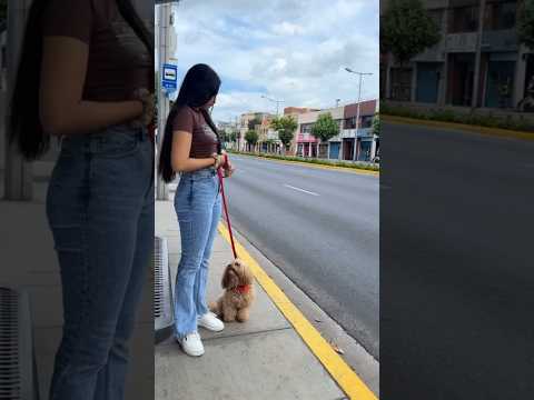 Mi perrito 🥰#viral #comedy #cachorrosdivertidos