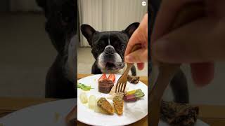 funny video dog eating food, dog asmr mukbang