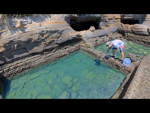 海のプールに取り残された巨大モンスターを捕獲した！